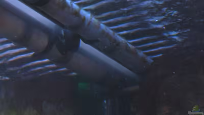 Auslauf Eheim 2028 von Tilo Schmiedl (12)