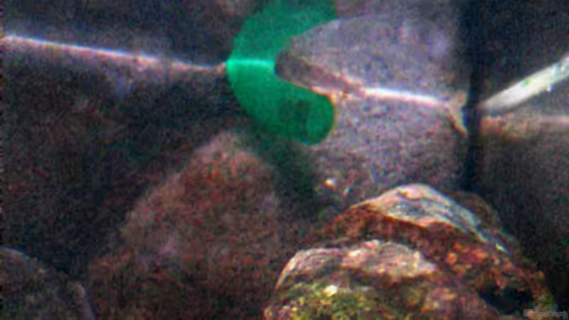 Auslauf Eheim 2226 von Tilo Schmiedl (13)