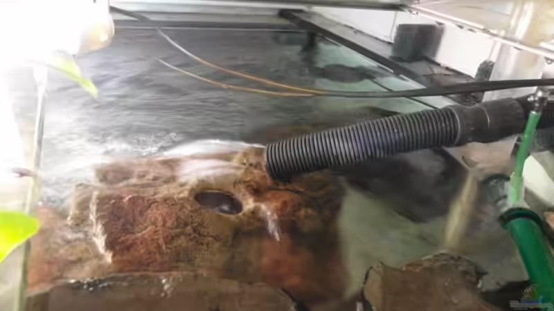 Auslauf Fluval Fx5 mit ordentlich Oberflächenbewegung von Hedylein (6)