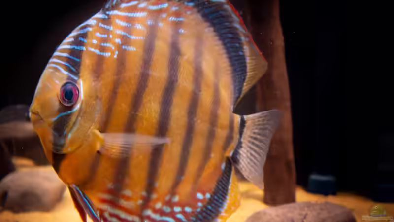 Ausnahme Diskus Largo Tueré von DiskusMummy (47)