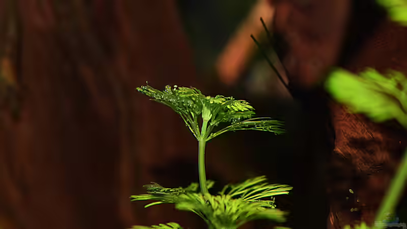Ausperlen des Sauerstoffs an den Wasserpflanzen von David Schneider Aquaristik (15)