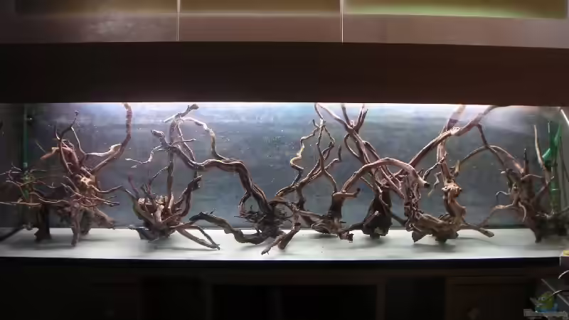 Ausrichten der Wurzeln von Thomas Schlechter (6)