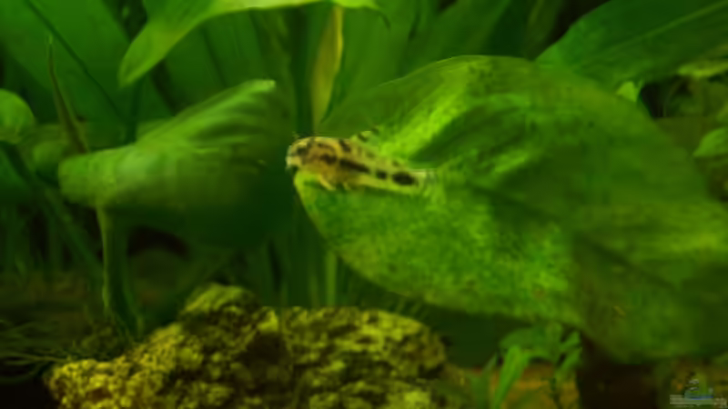 Ausruhen auf dem Blatt von Lotte und Hendo (53)