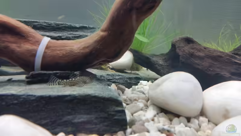 ausruhen in der Strömung von SvenDerGroße (6)