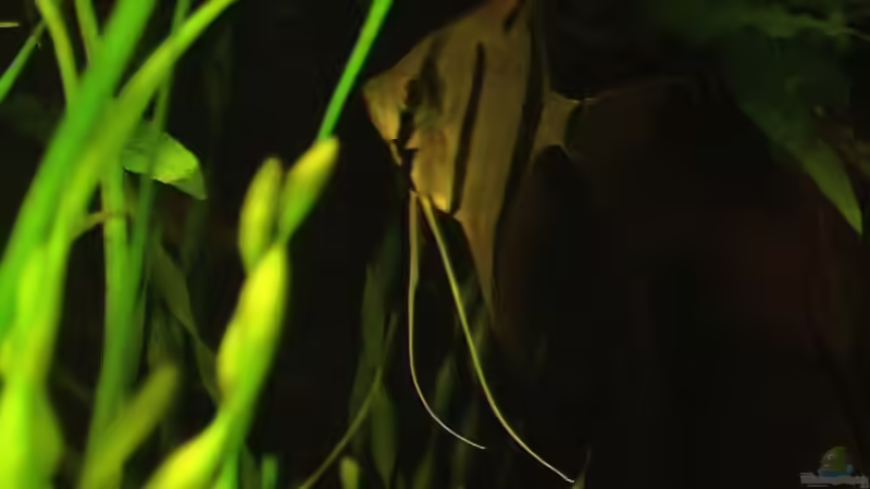 Ausruhen unter einer Wurzel von Grobi (42)