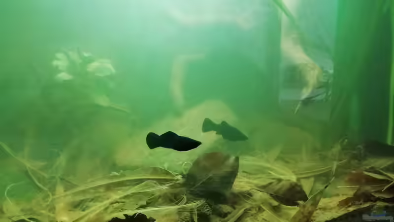 Ausschnitt - 25.08.20 von - Stephen - (2)