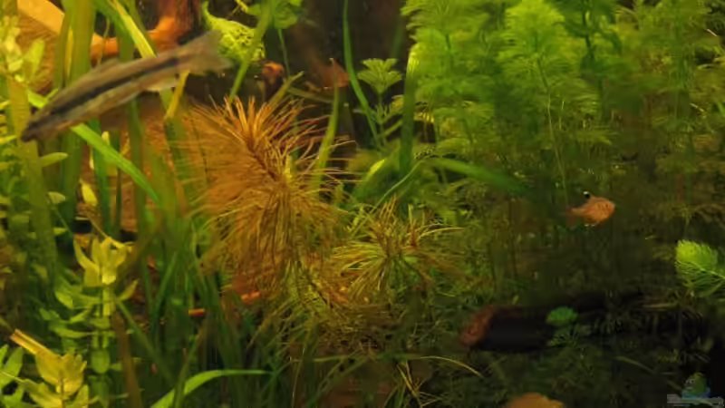 Ausschnitt - Pflanzen von Sado-Uwe (6)