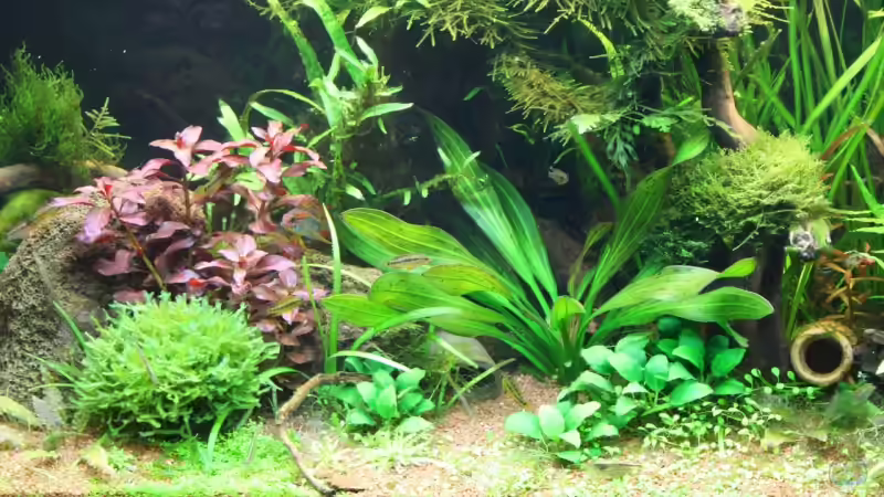 Ausschnitt 1 von Apistofan (7)