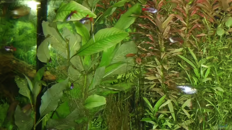 Ausschnitt 8 von qmman (9)