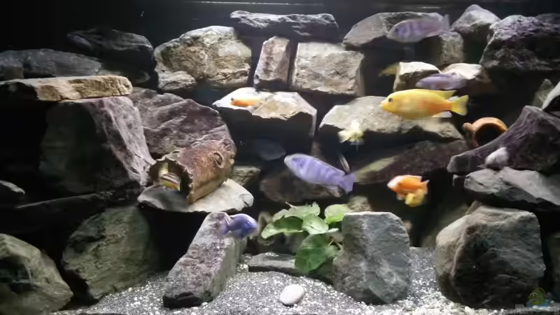 Ausschnitt aus dem  Becken mit Teil der, der Bewohner  von Wasserfest ;-) (26)