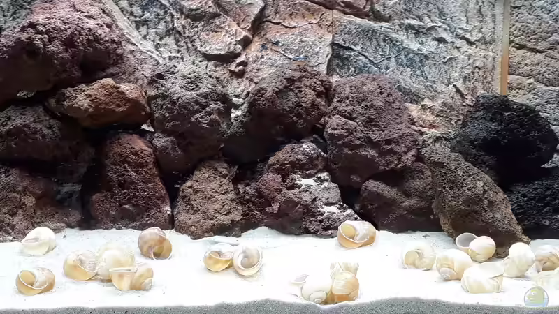 Ausschnitt aus dem Becken von NiRo (1)