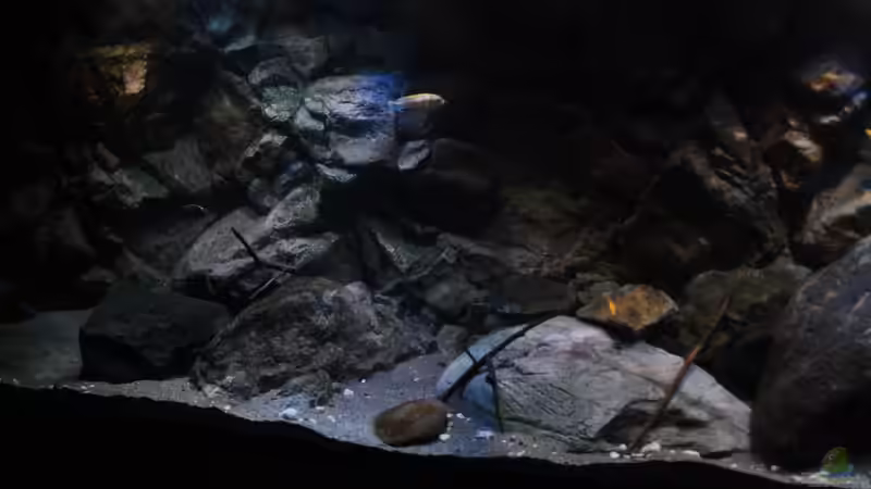 Ausschnitt aus dem Tank  von Florian Bandhauer (32)