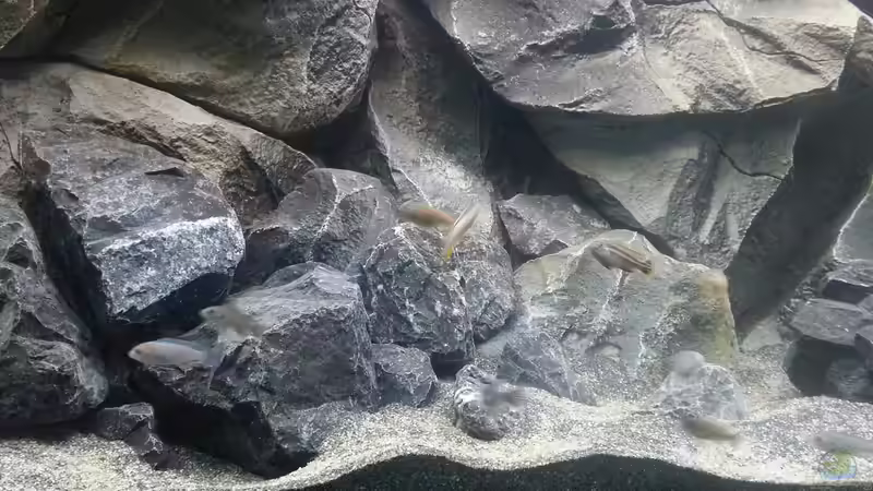 Ausschnitt aus der linken Hälfte von tripledad (9)