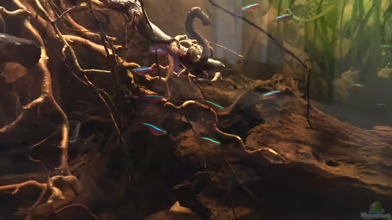 Ausschnitt aus Nebenfluss des Rio Negros  von Raven887 (35)