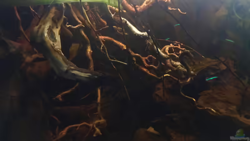 Ausschnitt aus Nebenfluss des Rio Negros  von Raven887 (36)