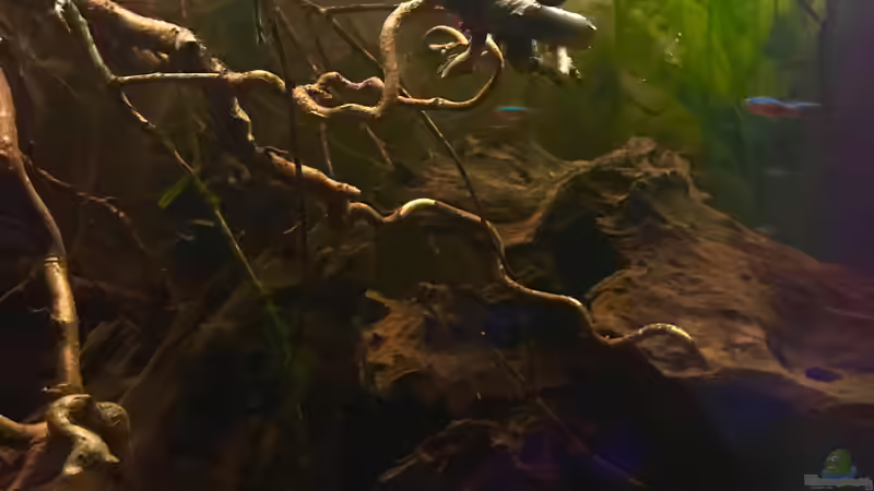 Ausschnitt aus Nebenfluss des Rio Negros  von Raven887 (37)