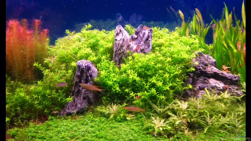 Ausschnitt Beckenmitte Febr. 10 von Mel&Marc (12)