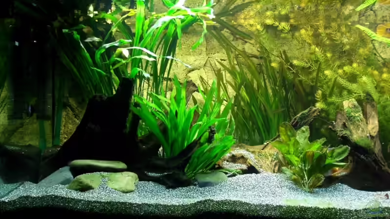 Ausschnitt des Beckens-linke Seite von Christian Geese (2)