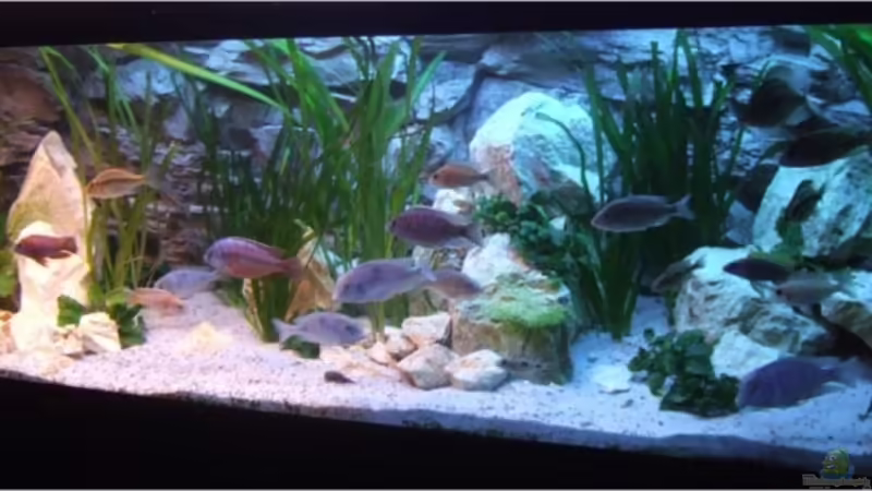 Ausschnitt Frontansicht NEW von Der Schweizer (1)