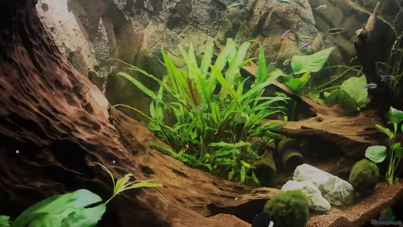 Ausschnitt Gesellschaftsaquarium von Tina50 (12)