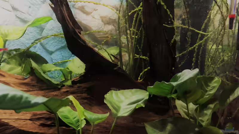 Ausschnitt Gesellschaftsbecken von Tina50 (10)