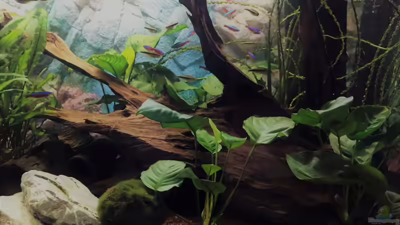 Ausschnitt Gesellschaftsbecken von Tina50 (16)