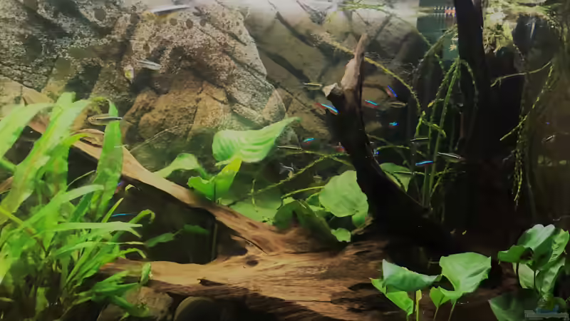 Ausschnitt Gesellschaftsbecken von Tina50 (2)