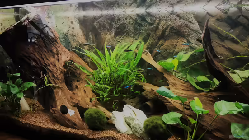 Ausschnitt Gesellschaftsbecken von Tina50 (5)