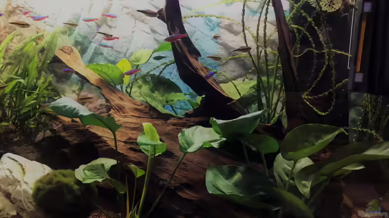 Ausschnitt Gesellschaftsbecken von Tina50 (9)