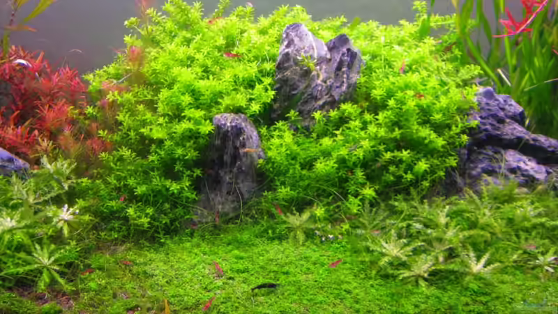 Ausschnitt-Januar 2010 von Mel&Marc (10)