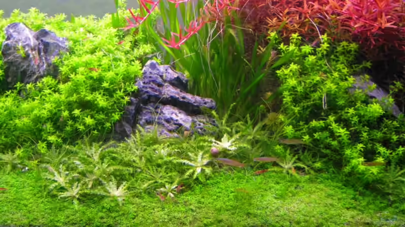 Ausschnitt-Januar 2010 von Mel&Marc (6)