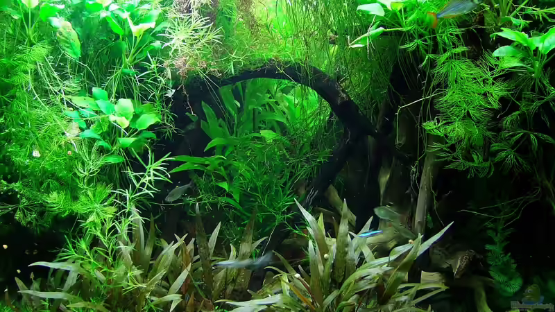 Ausschnitt Januar 2015 von Denise83 (11)