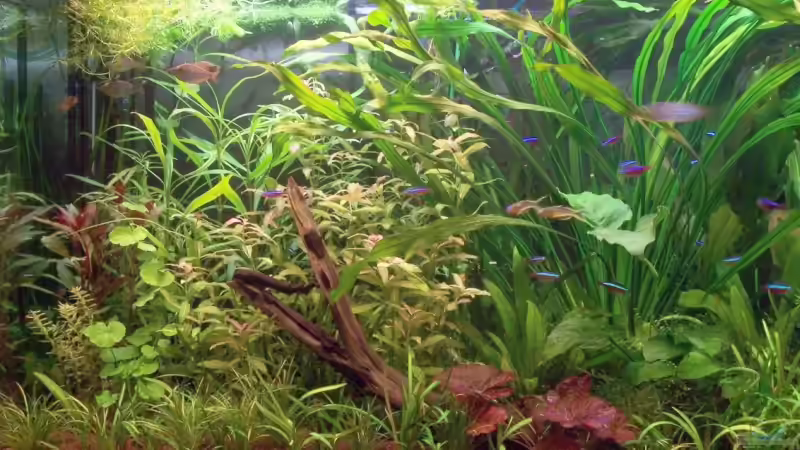 Ausschnitt links von Dieter Wiesmann (4)