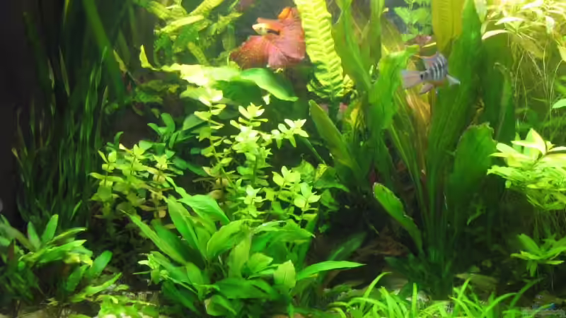 Ausschnitt lks von Dirk Meißner (6)