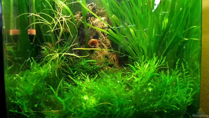 Ausschnitt März 2013 von Denise83 (3)