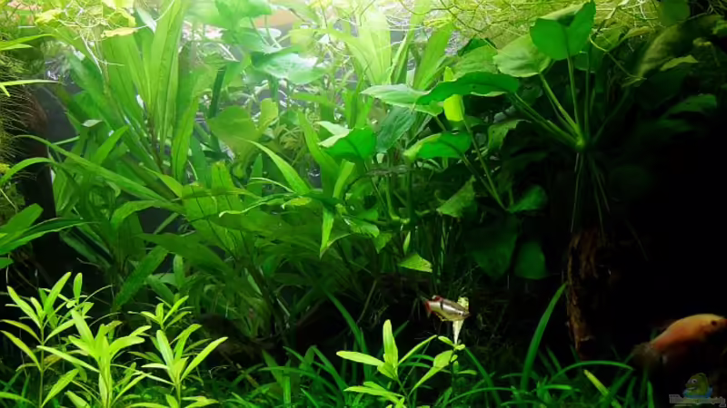 Ausschnitt März 2013 von Denise83 (5)