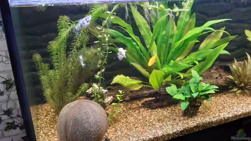 Ausschnitt meines Aquariums von Ndovu80 (2)
