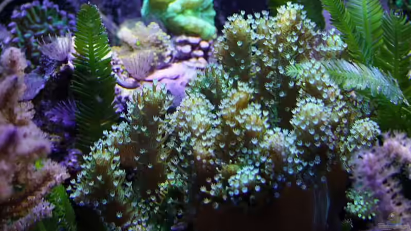 Ausschnitt mit Lederkoralle von Denise83 (16)