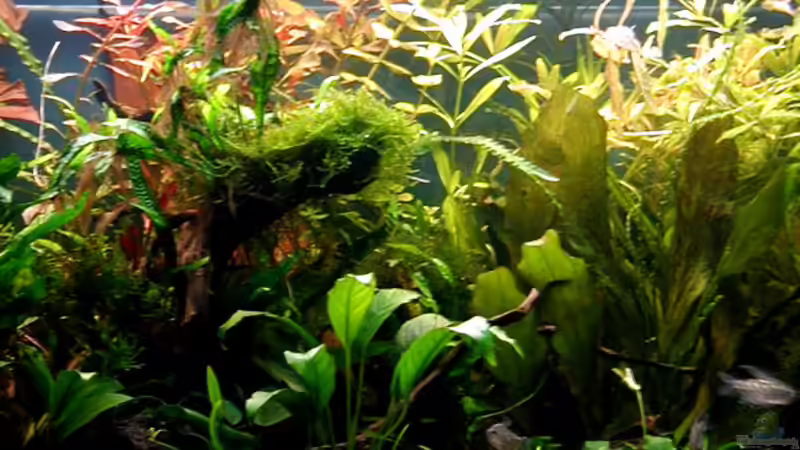 Ausschnitt Mitte des Beckens von Heike Wodzinski (2)