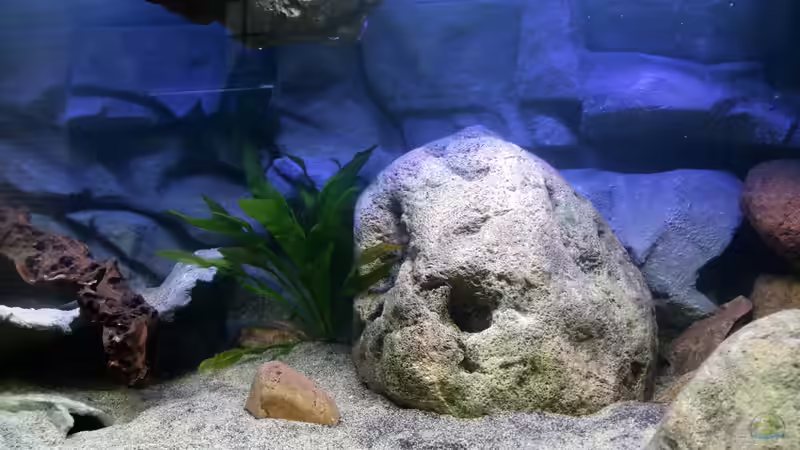 Ausschnitt Mitte von Cruiser Bruno (12)