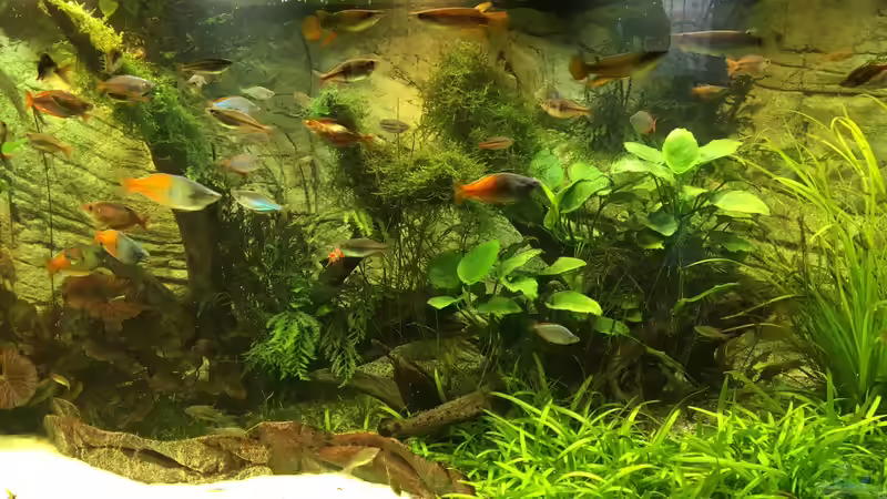 Ausschnitt nach sechs Wochen von H.T. (8)