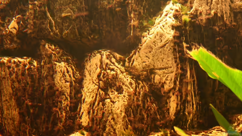 Ausschnitt Rückwand unter Wasser von SouthAmerica (8)