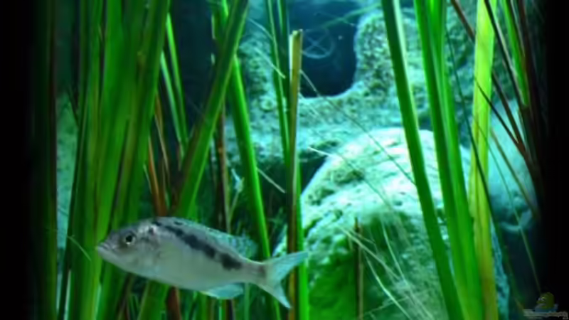 Ausschnitt stark beleuchtet - Detail-Erkennung (29.07.2012)) von Der Schweizer (16)