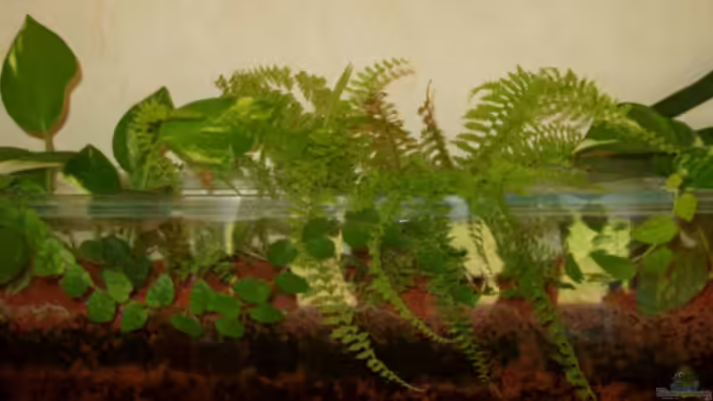 Ausschnitt vom Hydrobecken mit Farn von Baresi (5)