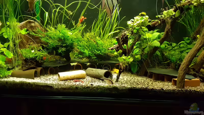 Ausschnitt von Aqualady (1)