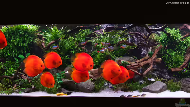 Ausschnitt von Diskus-Direkt (3)