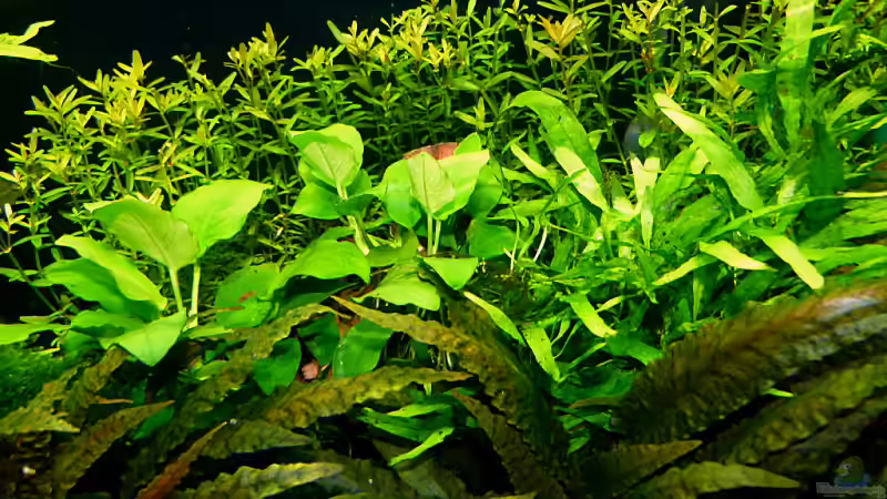 Ausschnitt von Helmut Kreutmayer (5)