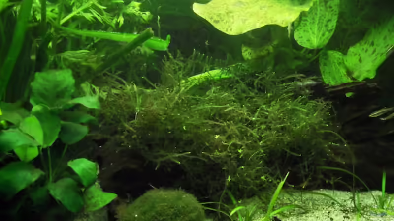 Ausschnitt von schwefelfell (8)