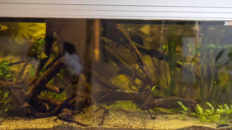 Ausschnitt Wasserteil von Schlangenschulz (4)