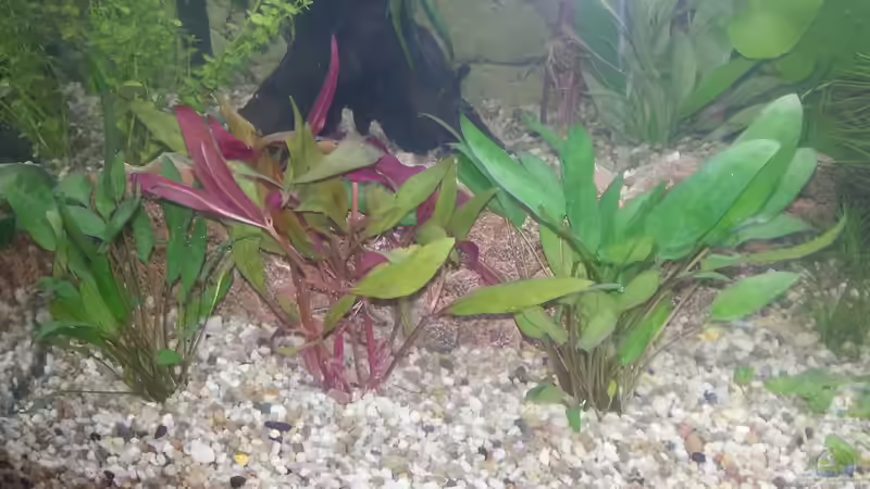 Außen: Cryptocoryne wendtii green (Grüner Wendtscher Wasserkelch), Mitte: Alternanthera reineckii pink (Schmalblättriges Papageienblatt) von Omega (3)